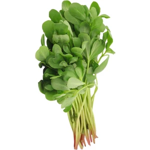 Sebze Meyve Dünyası Semizotu (Demet)