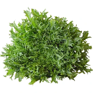 Sebze Meyve Dünyası Endivyen Akdeniz Salata (Adet)