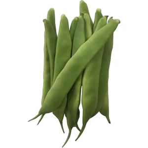 Sebze Meyve Dünyası Şeker Fasulye (500 gr )