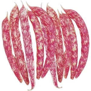 Sebze Meyve Dünyası Taze Barbunya (1 Kg)