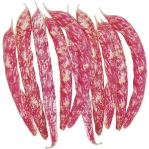 Sebze Meyve Dünyası Taze Barbunya (500 gr )