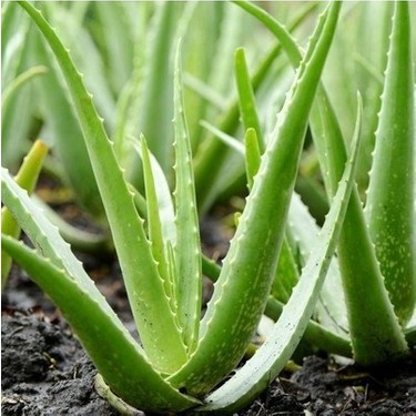 Ky Tohumlar 10 Adet Tohum Nadir Bulunan Sakslk Aloevera Fiyat