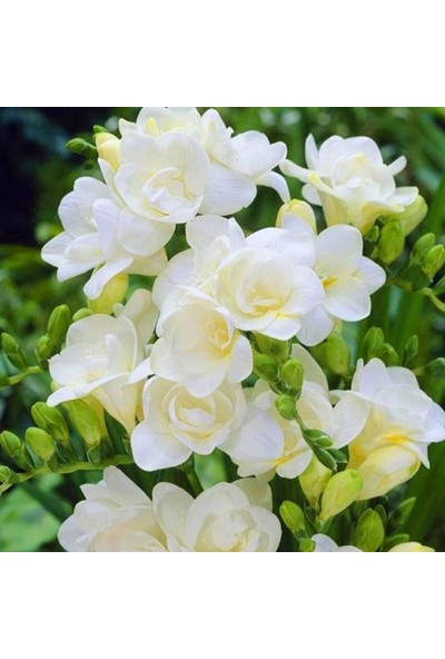Nandina Botanik 6 Adet Mis Kokulu Frezya Soğanı-Gölgeli Beyaz