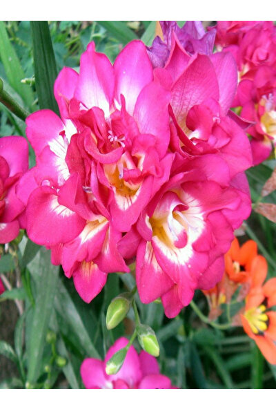 5 Adet Pembe Frezya Çiçeği Soğanı Mis Kokulu Katmerli