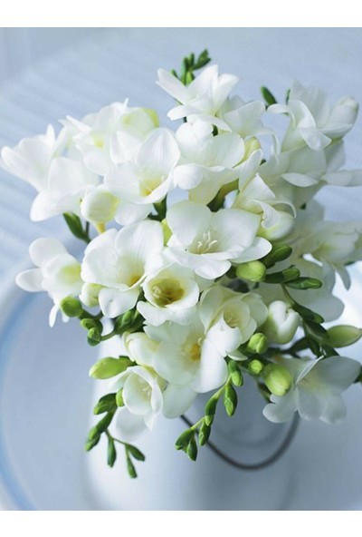 10 Adet Beyaz Frezya Çiçeği Soğanı Mis Kokulu Katmerli