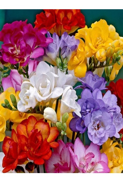 NET TARIM 50 Adet Karışık Renk Frezya Çiçeği Soğanı Mis Kokulu Katmerli