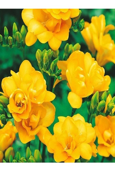 50 Adet Sarı Frezya Çiçeği Soğanı Mis Kokulu Katmerli