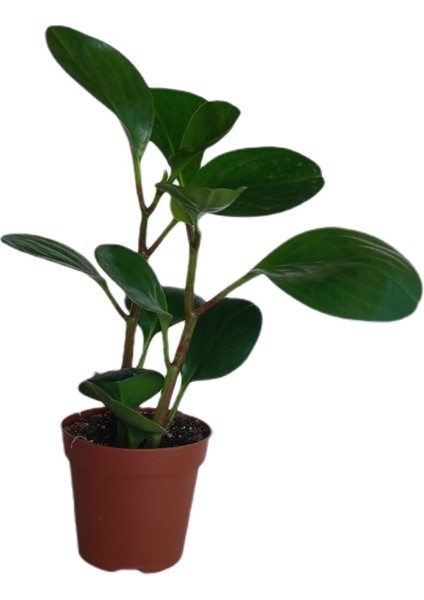 - Peperomia Obtusifolia- Zümrüt Dalgası Çiçeği Yeşil