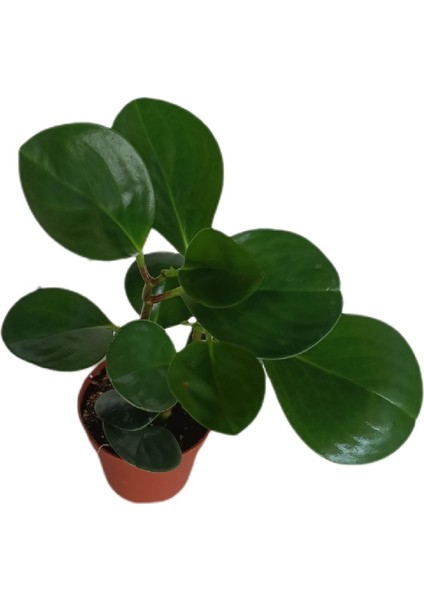 - Peperomia Obtusifolia- Zümrüt Dalgası Çiçeği Yeşil