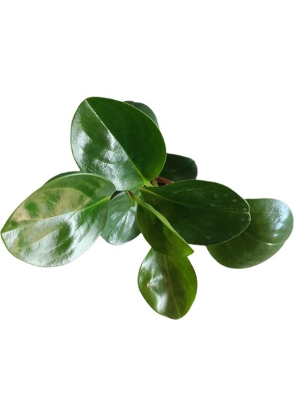 - Peperomia Obtusifolia- Zümrüt Dalgası Çiçeği Yeşil