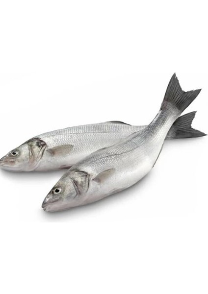 Levrek Deniz 500 gr