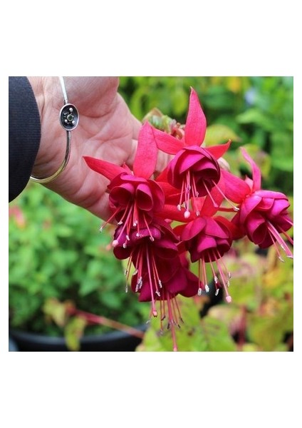 10 Adet Tohum Nadir Kırmızı Küpeli Çiçeği Tohumu Yer Küpeli Çiçek Hediye Tohumlu