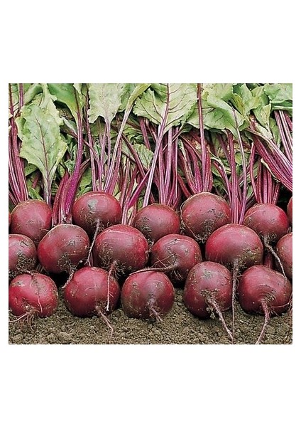 150 Adet Tohum Çok Faydalı Kırmızı Pancar Tohum Kırmızı Pancar Tohumu Yeni Sezon fiyatları