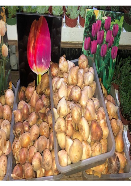 10 Adet Hollanda Lale Soğanı Sarı