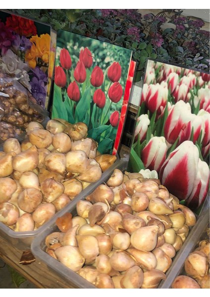 10 Adet Hollanda Lale Soğanı Sarı
