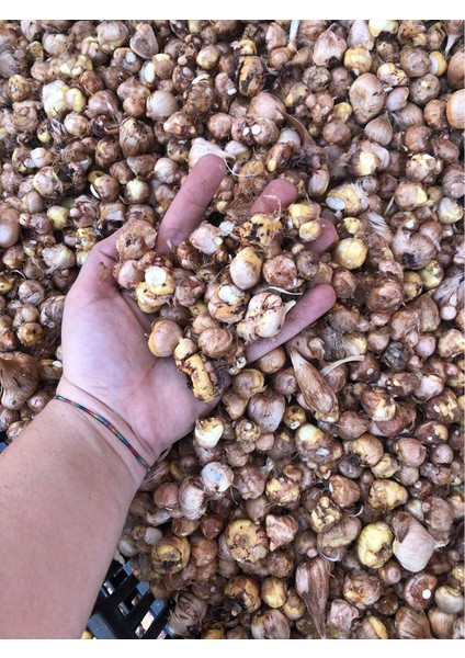 50 Adet Pembe Frezya Çiçeği Soğanı Mis Kokulu Katmerli