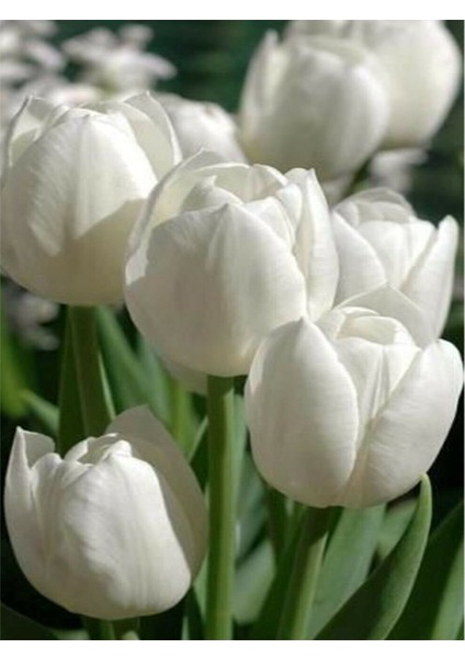 5 Adet Hollanda Lale Soğanı Beyaz