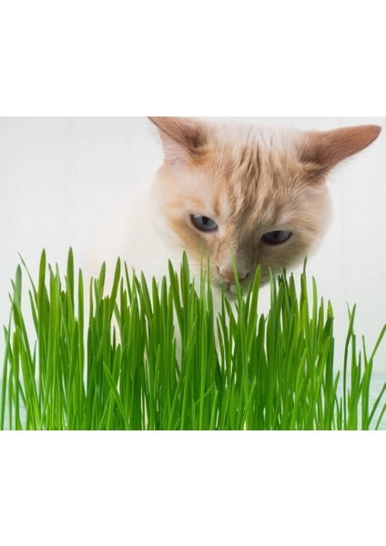 Kedi Çimi Çimlenmiş Yeşil Taze (PET26) modelleri