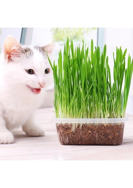 Kedi Çimi Çimlenmiş Yeşil Taze (PET26) fiyatları