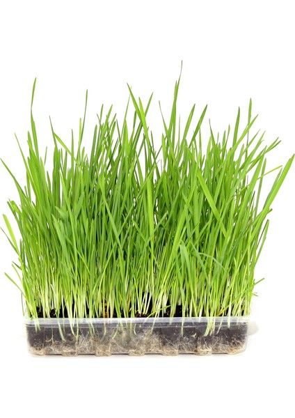 Kedi Çimi Çimlenmiş Yeşil Taze (PET26)