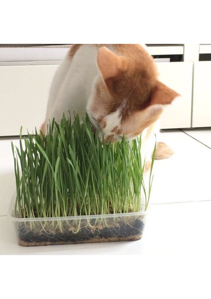 Kedi Çimi Çimlenmiş Yeşil Taze (PET26) indirimleri