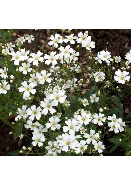 Gypsophila Elegans Çöven Çiçeği Beyaz Renk Tohumu Paket +- 50 Adet