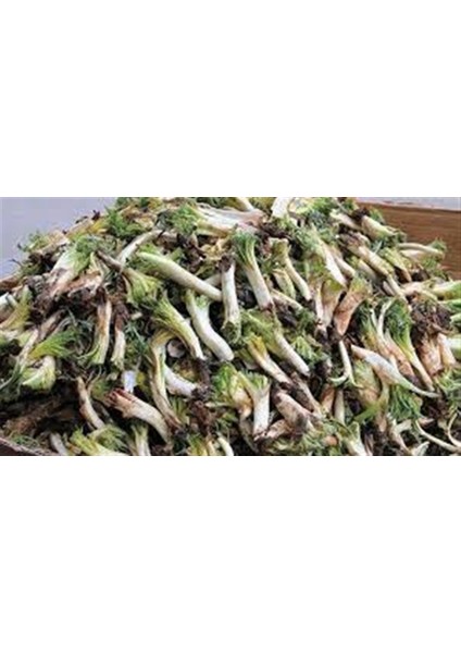 Taze Kenger(Selbin ) (1 Kg)