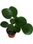 - Peperomia Obtusifolia- Zümrüt Dalgası Çiçeği Yeşil 2