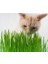 Kedi Çimi Çimlenmiş Yeşil Taze (PET26) 3