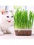 Kedi Çimi Çimlenmiş Yeşil Taze (PET26) 2