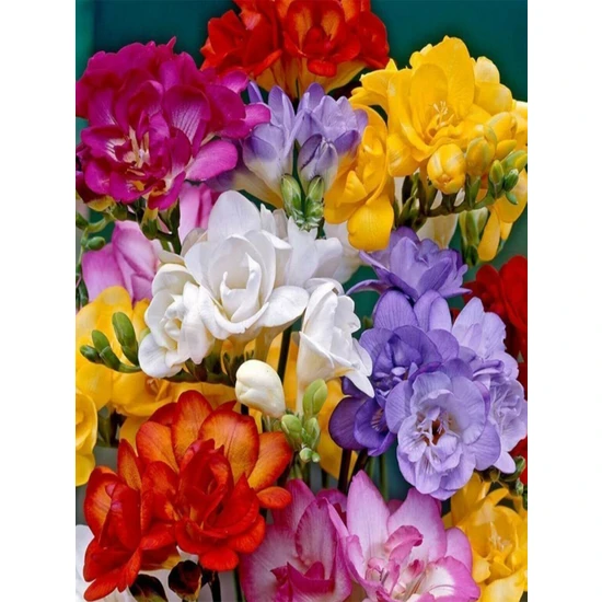20 Adet Karışık Renk Frezya Çiçeği Soğanı Mis Kokulu Katmerli