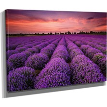 DEKORATIF36 Lavanta Bahçesi2 Canvas Tablo