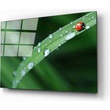 Aras Glass Art Uğur Böceği Cam Tablo