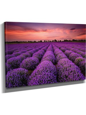 DEKORATIF36 Lavanta Bahçesi2 Canvas Tablo