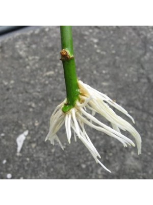 Gül Fidanı Köklendirme Hormonu (2000 Fidan Için 500 Cc)