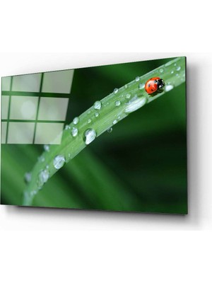 Aras Glass Art Uğur Böceği Cam Tablo
