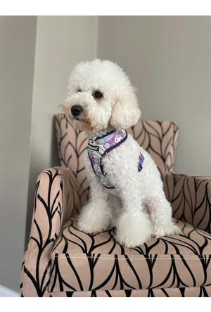 Dogness Kopek Gogus Tasmalari Ve Malzemeleri Hepsiburada Com