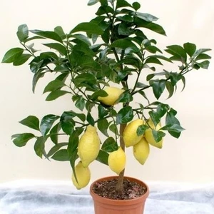 Mayer Bodur Limon Ağacı 50-65 cm