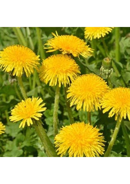 Geleneksel Şifalı Karahindiba Tohumu (250 Tohum)