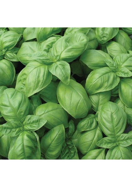 Dogal Green Flesh Geniş Yapraklı Aromatik Fesleğen Tohumu (50 Tohum)