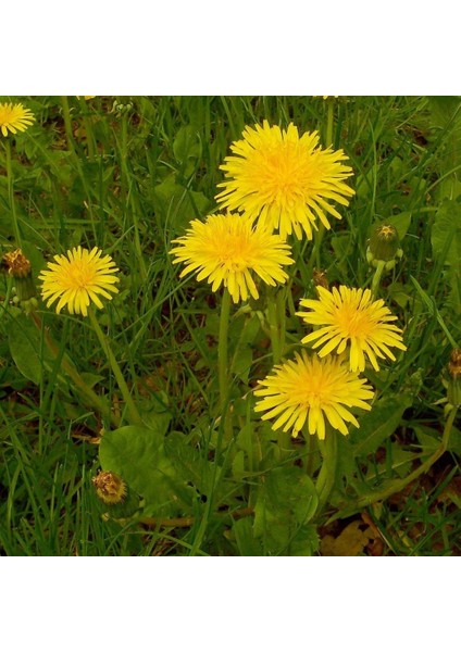 Dandelion Taraxacum Officinale Karahindba Çiçeği TOHUMU(100 Tohum)