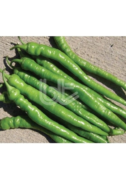 Geleneksel Sofralık Verimli Leziz Demre Sivrisi Biber Tohumu (10 Gr)