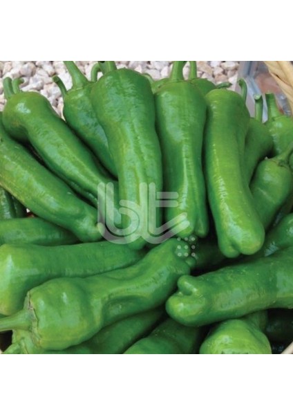 Geleneksel Sofralık Bol Verimli Trilob Üç Burun Biber Tohumu (10 Gr)