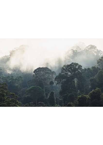 Sisli Ormanda Ağaçlar Manzara Duvar Kağıdı fiyatları