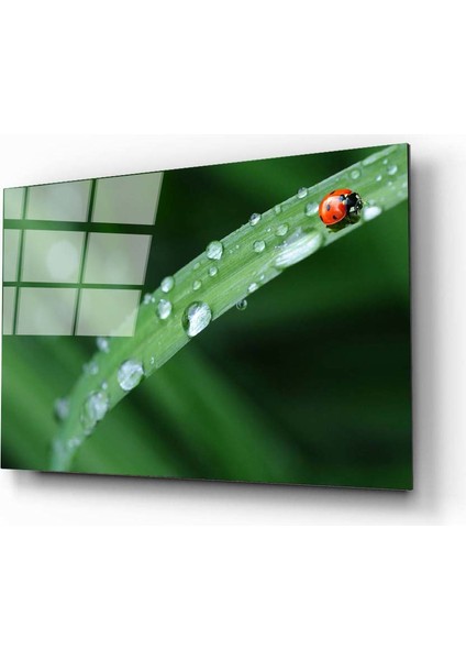 Uğur Böceği Cam Tablo