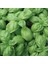 Dogal Green Flesh Geniş Yapraklı Aromatik Fesleğen Tohumu (50 Tohum) 1