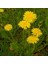 Dandelion Taraxacum Officinale Karahindba Çiçeği TOHUMU(100 Tohum) 1