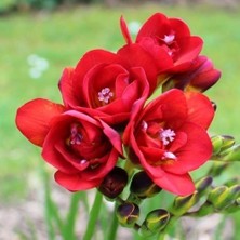 NET TARIM 20 Adet Kırmızı Frezya Çiçeği Soğanı Mis Kokulu Katmerli