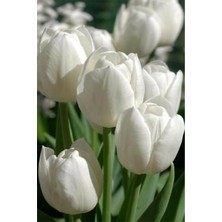 Mert Tarım 4 Adet Hollanda Lale Soğanı Beyaz
