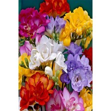 Mert Tarım 20 Adet Karışık Renk Frezya Çiçeği Soğanı Mis Kokulu Katmerli